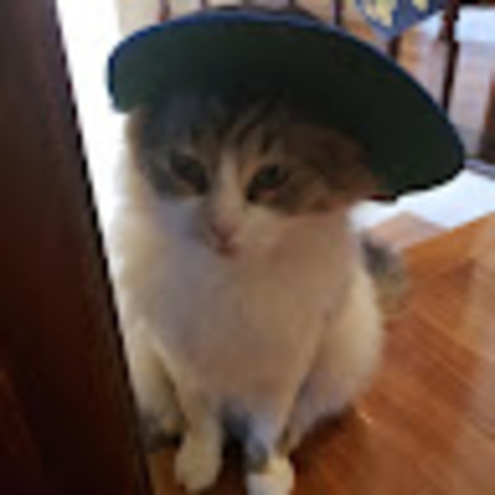 Meet your Posher, Emma
